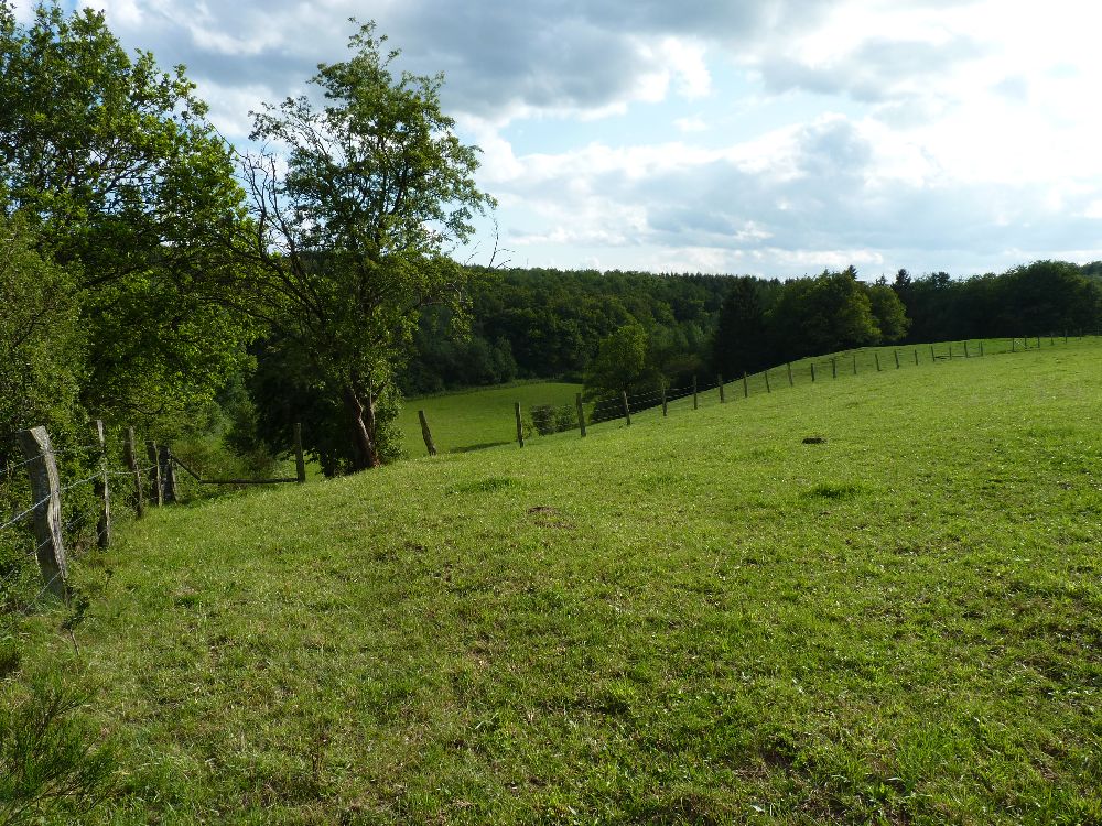 Wiesen in der Eifel